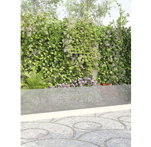 Garten mit Sichtschutzwand, Kletterpflanzen und gepflastertem Boden