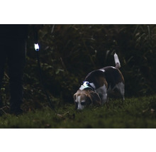 Hund mit LED-Halsband und Hundeleine mit Lichtfunktion bei Nacht