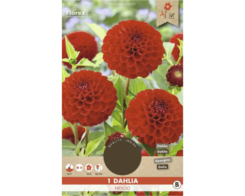 Dahlie Nescio Pflanze im Topf