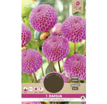 Dahlia Stolze von Berlin, une plante ornementale pour le jardin