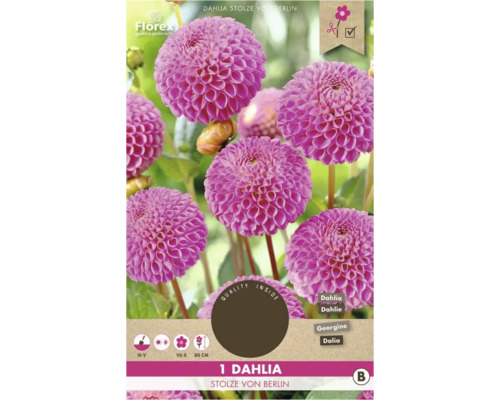 Dahlia Stolze von Berlin, une plante ornementale pour le jardin