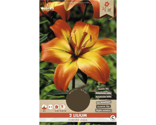 Verpackung mit zwei asiatischen Lilien der Sorte Forever Linda