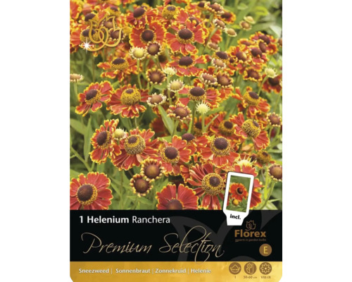 Helenium Ranchera Packung mit Sonnenbrautblumen