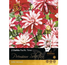 Verpackung mit zwei Dahlien Pacific Time, dekorative Dahlie