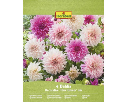 FloraSelf Dahlienmischung Pink Dream, Packung mit vier Zwiebeln
