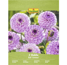 Verpackung mit zwei Ball Dahlien der Sorte 'Genova'.