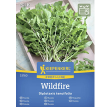 Kiepenkerl Wildfire Rucola Samenpackung
