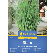 Kiepenkerl Staro Schnittlauch Pflanze im Topf