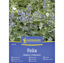 Kiepenkerl Felix Katzenminze, Nepeta x faassenii