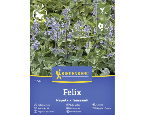 Kiepenkerl Felix Katzenminze, Nepeta x faassenii