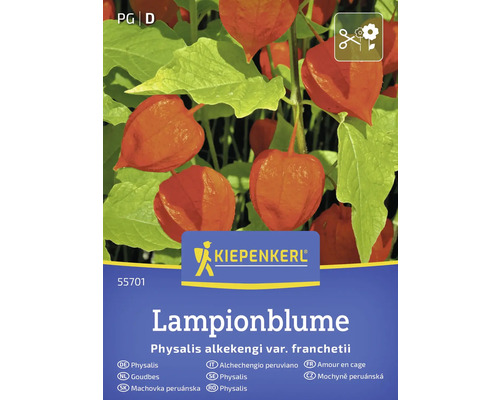 Kiepenkerl Lampionblume Packung