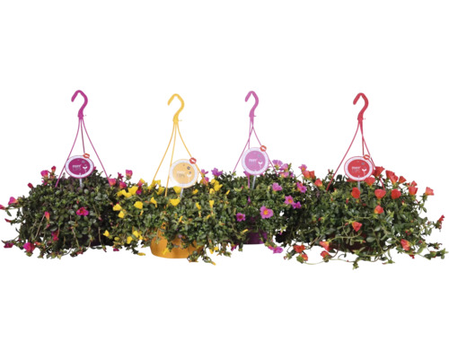 Vier hängende Sukkulenten mit bunten Blüten