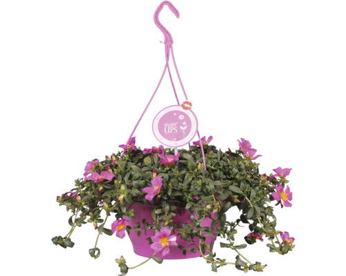 Hängeampel mit Portulakröschen in Blüte
