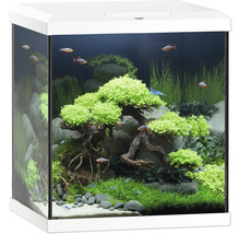 Eingerichtetes Aquarium mit Pflanzen, Steinen und Fischen