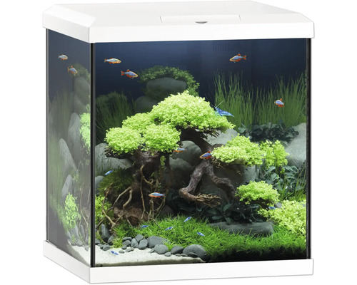 Eingerichtetes Aquarium mit Pflanzen, Steinen und Fischen