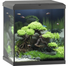 Dekoratives Aquarium mit Pflanzen, Steinen und Fischen