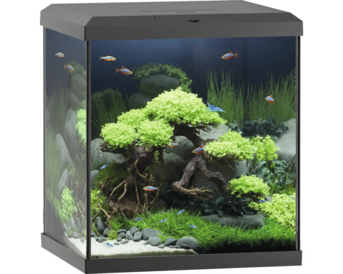 Dekoratives Aquarium mit Pflanzen, Steinen und Fischen