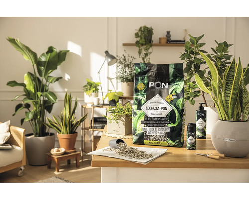 Substrat pour plantes d'intérieur LECHUZA-PON sur une table avec des plantes d'intérieur