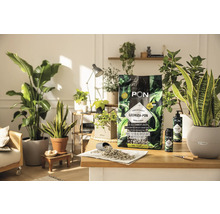 Substrat pour plantes d'intérieur LECHUZA-PON sur une table avec des plantes d'intérieur