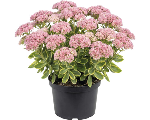 Orpin dans un pot noir avec des corymbes de fleurs roses