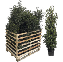 Palette en bois avec des plantes et une plante individuelle en pot