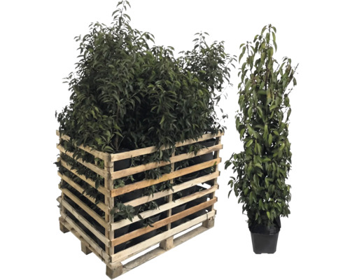 Palette en bois avec des plantes et une plante individuelle en pot