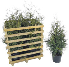 Lebensbaum Set im Holzcontainer und einzeln im Topf