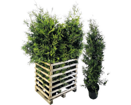 Zwei grüne Lebensbäume, einer in einem Holzpflanzkasten und einer im Topf.
