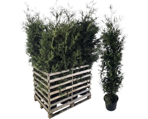 Lebensbaumhecke im Holzverschlag und Solitärpflanze im Topf