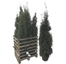 Mehrere Thuja Pflanzen in einem Holzgefäß und eine Thuja Pflanze im Topf