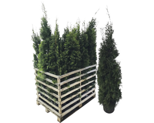 Mehrere Thuja Pflanzen in einer Holzpalette.
