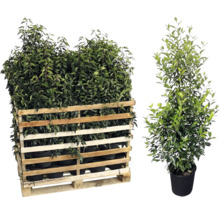 Palette de plantes de laurier-cerise et plante de laurier-cerise individuelle en pot