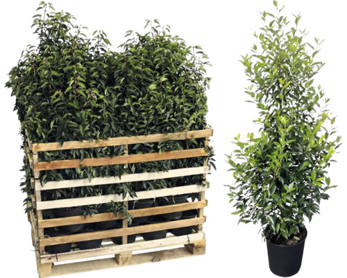 Palette de plantes de laurier-cerise et plante de laurier-cerise individuelle en pot