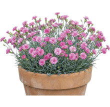 Œillets dans un pot