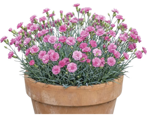 Œillets dans un pot