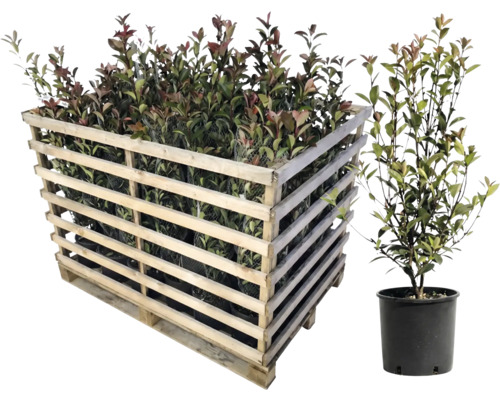 Palette de lauriers roses et laurier rose unique en pot