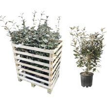 Ölweiden Pflanzen in einer Holzkiste und einem Topf