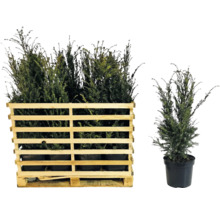 If commun dans une caisse en bois et un pot