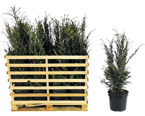 If commun dans une caisse en bois et un pot