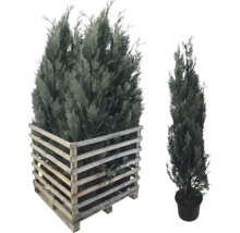 Zypressen-Set für den Garten, eine im Holzkübel, die andere im Topf