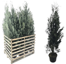 Mehrere Säulenzypressen in einem Holzgestell und eine einzelne Säulenzypresse in einem Topf.