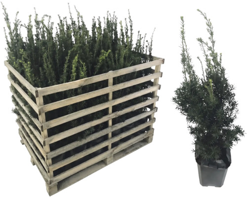 Palette d'ifs et un seul if en pot