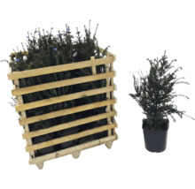 If dans une caisse en bois et if individuel en pot