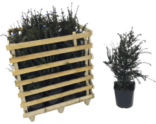 If dans une caisse en bois et if individuel en pot