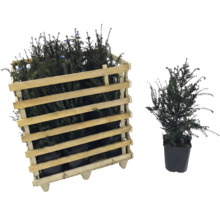 If dans une caisse en bois et if en pot