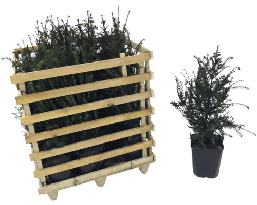 If dans une caisse en bois et if en pot