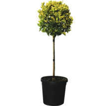 Fusain persistant en pot pour le jardin