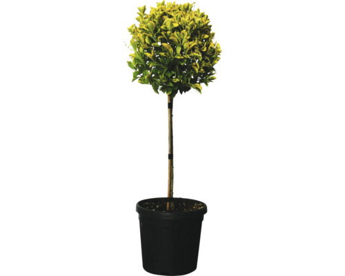 Fusain persistant en pot pour le jardin
