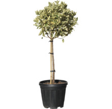 Fusain d'Europe en pot, cultivé en arbre boule