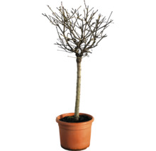 Arbre boule en pot sans feuilles